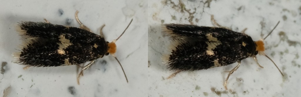 Gulkravet Egedværgmøl (Ectoedemia albifasciella)