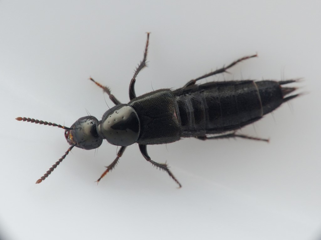 Philonthus addendus (Philonthus addendus)