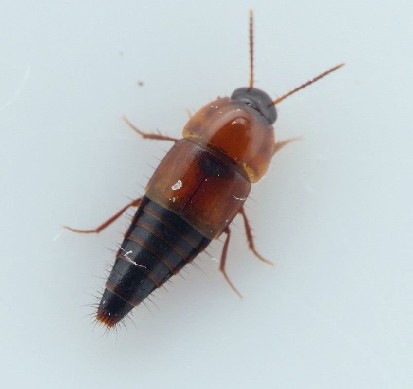 Lamprinodes saginatus (Lamprinodes saginatus)