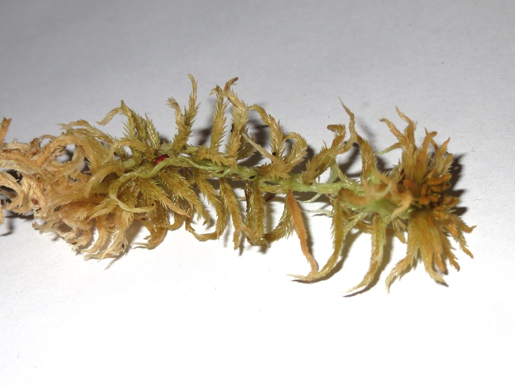 Sphagnum brevifolium (Sphagnum brevifolium)