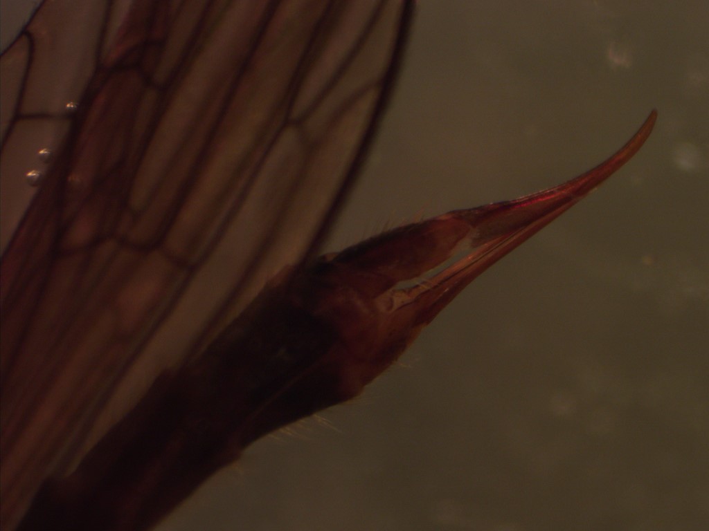 Neolimnomyia batava (Neolimnomyia batava)