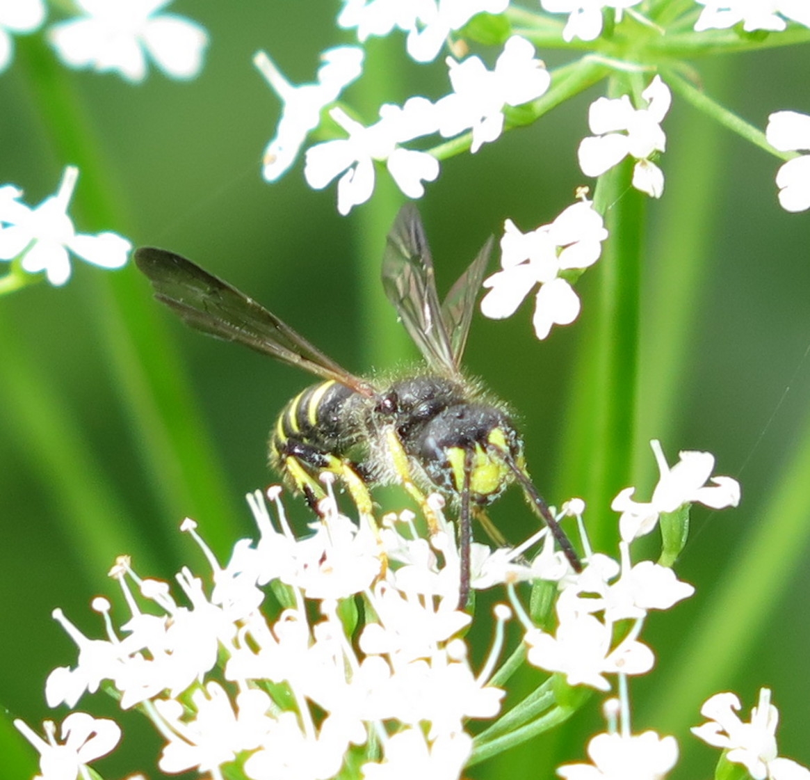 Cerceris quadrifasciata (Cerceris quadrifasciata)