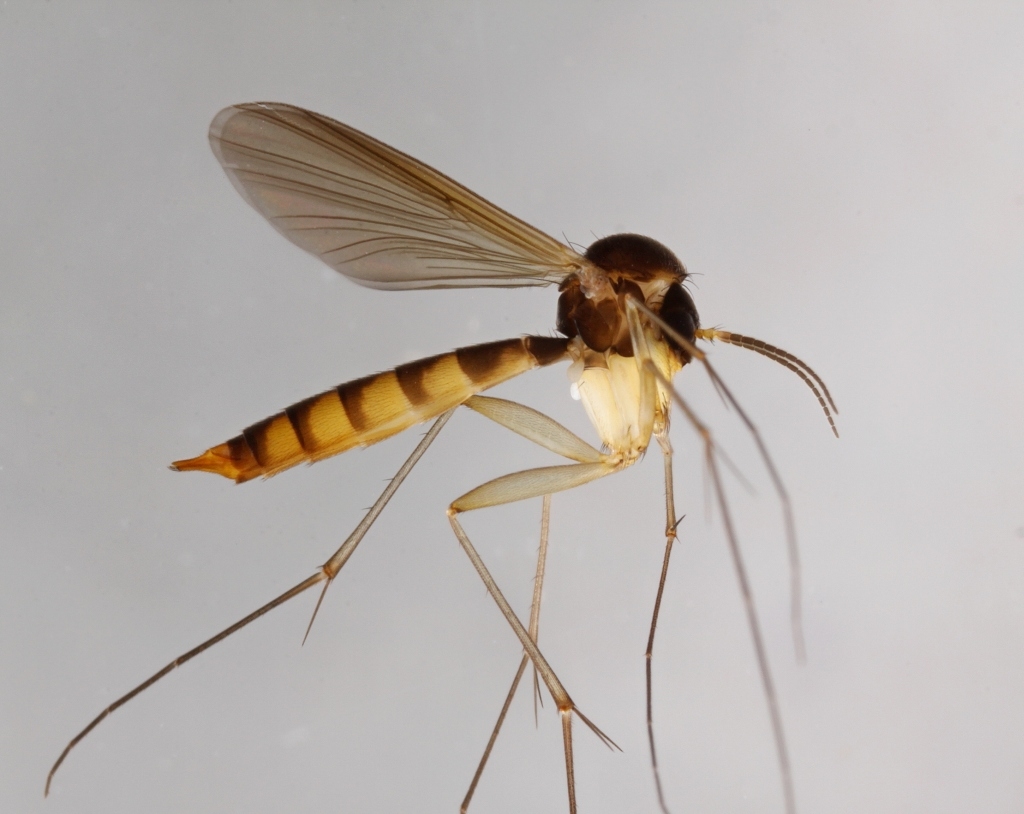 Rymosia virens (Rymosia virens)