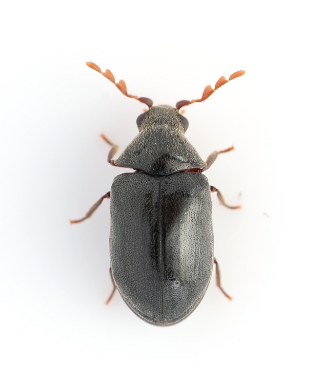 Dorcatoma robusta (Dorcatoma robusta)