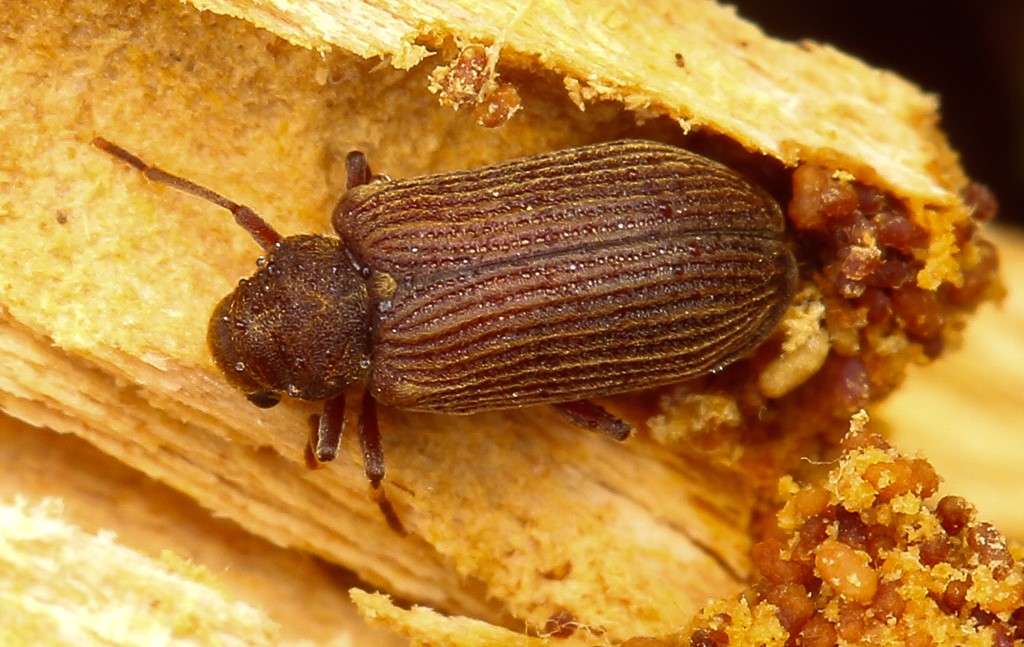 Grynobius planus (Grynobius planus)