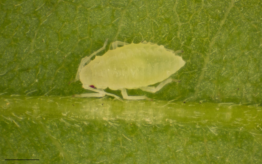 Robiniebladlus (Appendiseta robiniae)