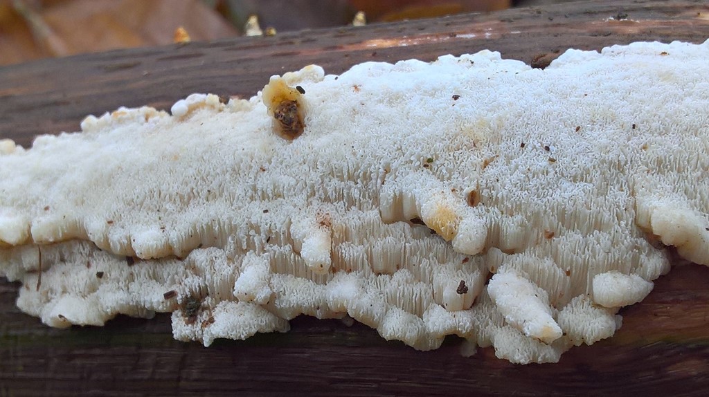 Antrodiella faginea (Antrodiella faginea)