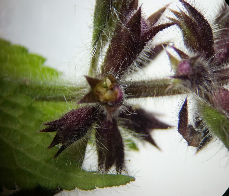 Ametrodiplosis crassinerva (Ametrodiplosis crassinerva)