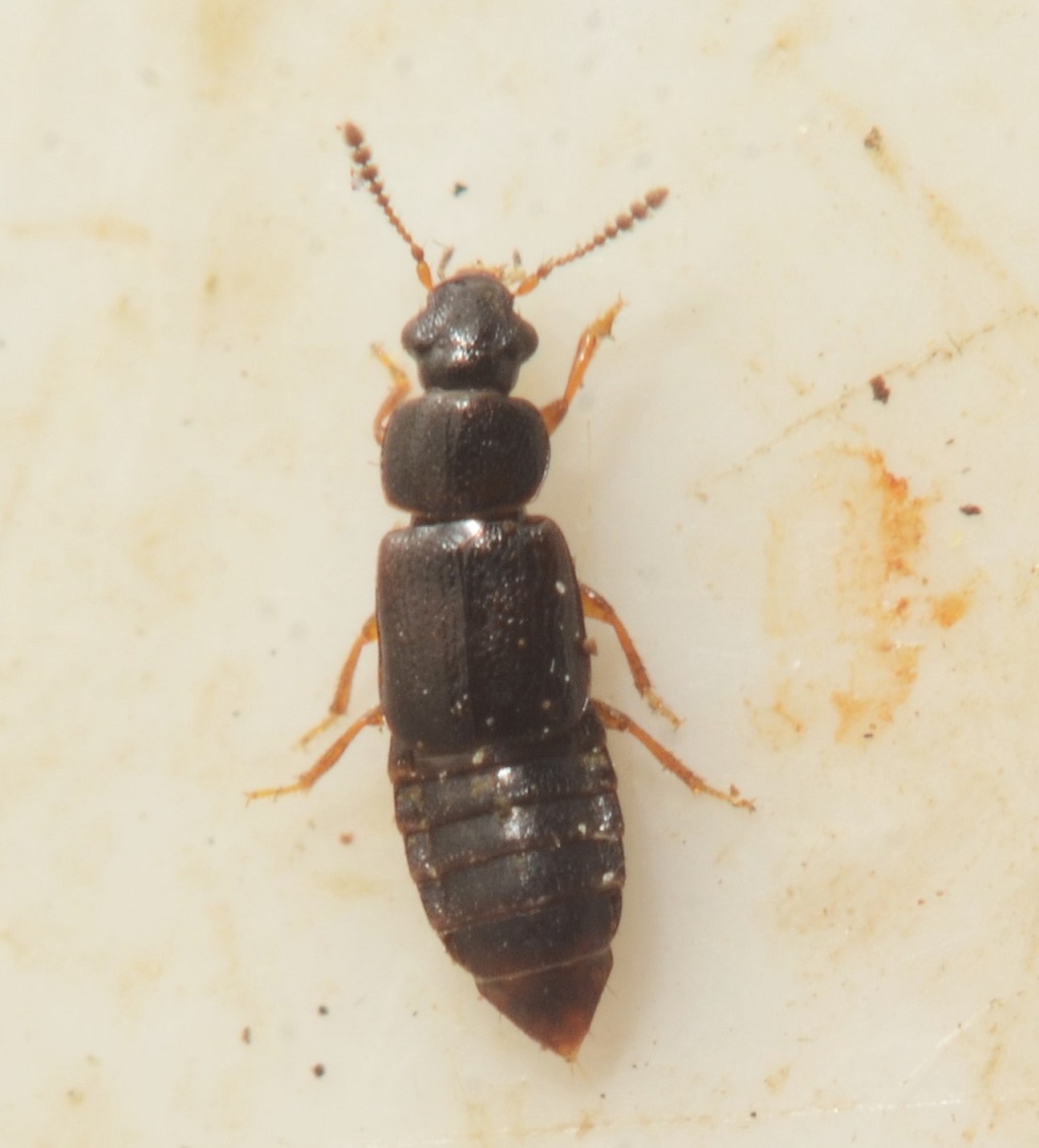 Acrolocha sulcula (Acrolocha sulcula)