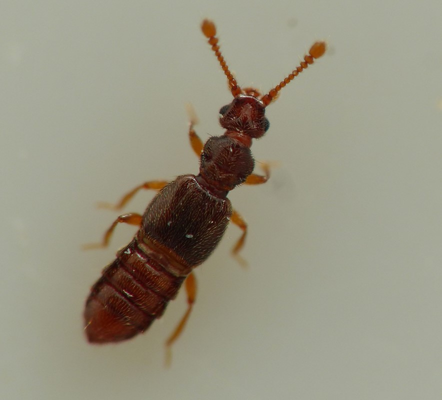 Euplectus kirbii (Euplectus kirbii)