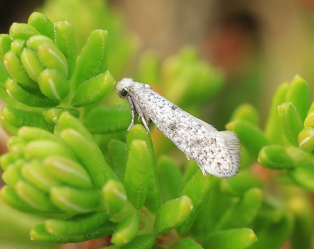 Paraswammerdamia conspersella (Paraswammerdamia conspersella)