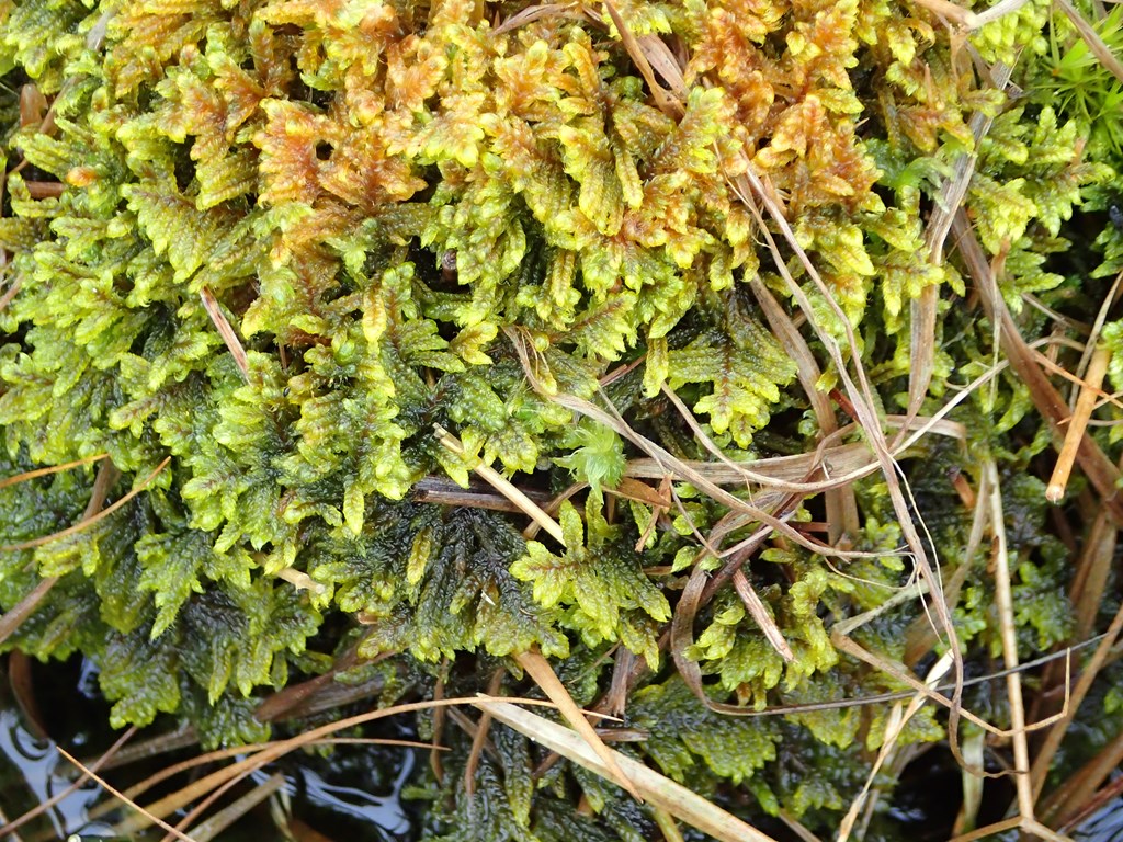 Sort Cypresmos (Hypnum imponens)
