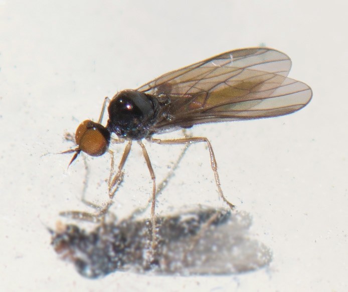 Trichina elongata (Trichina elongata)