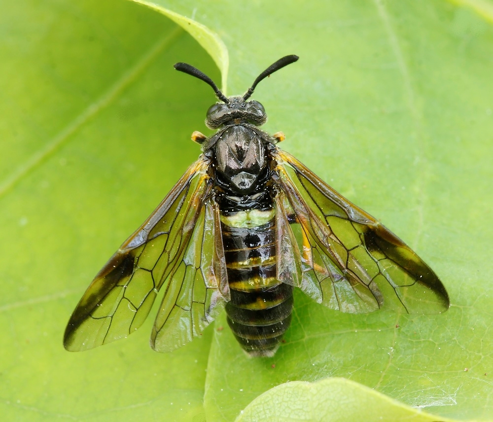 Arge rustica (Arge rustica)