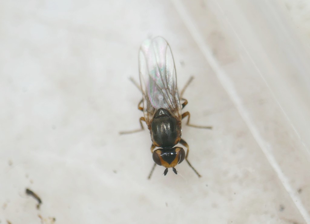 Diplotoxa messoria (Diplotoxa messoria)