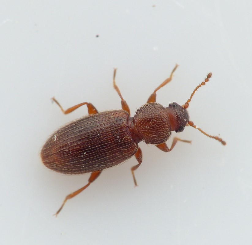 Corticaria crenulata (Corticaria crenulata)