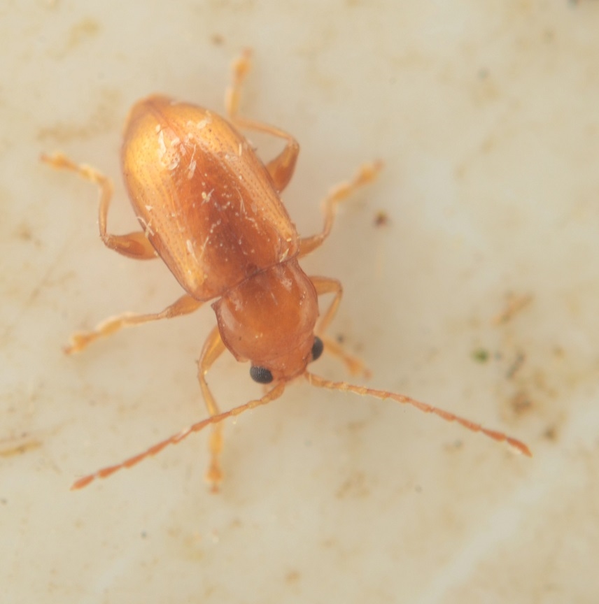 Asiorestia interpunctata (Neocrepidodera interpunctata)