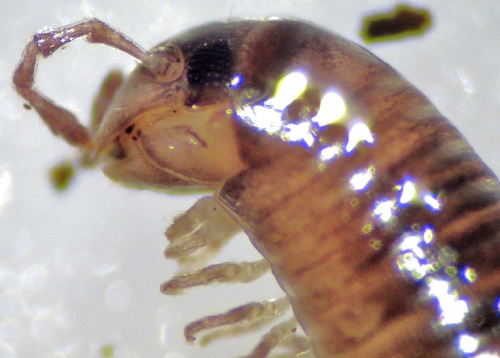 Leptoiulus proximus (Leptoiulus proximus)