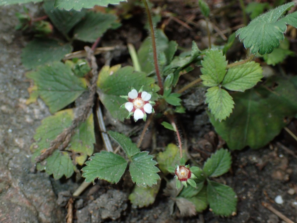 Kortstilket Potentil (Potentilla micrantha)