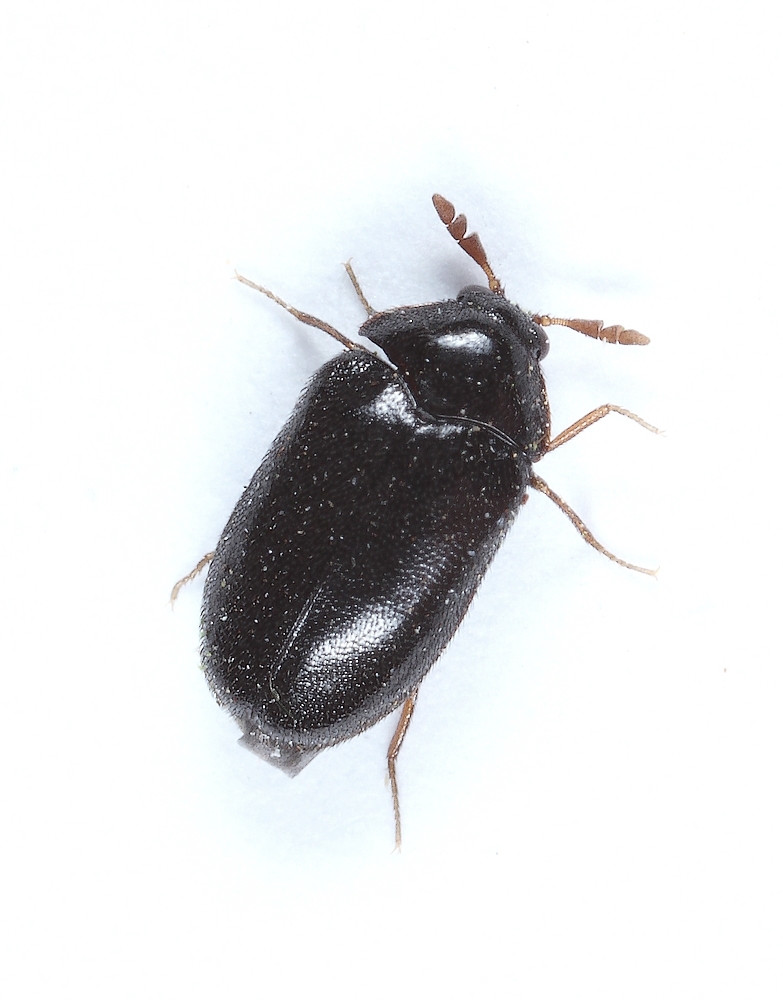 Ctesias serra (Ctesias serra)