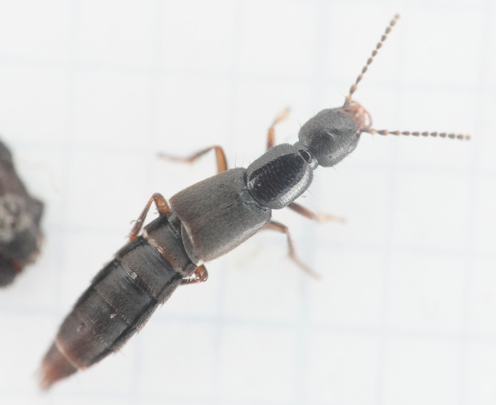 Erichsonius cinerascens (Erichsonius cinerascens)