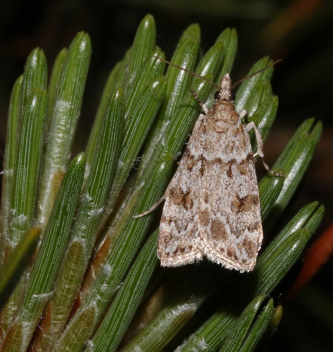 Scoparia sp. (Scoparia sp.)