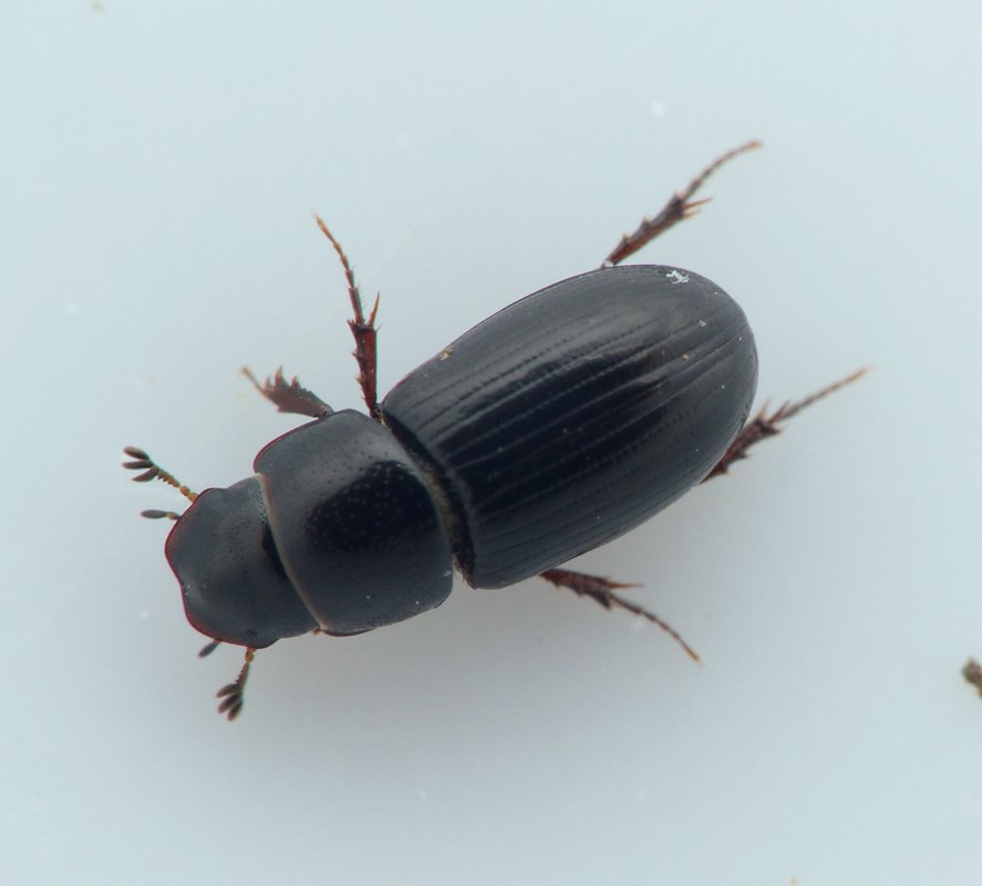 Aphodius niger (Aphodius niger)
