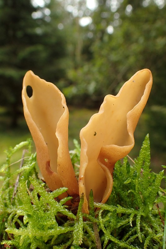 Jolle-Ørebæger (Otidea nannfeldtii)