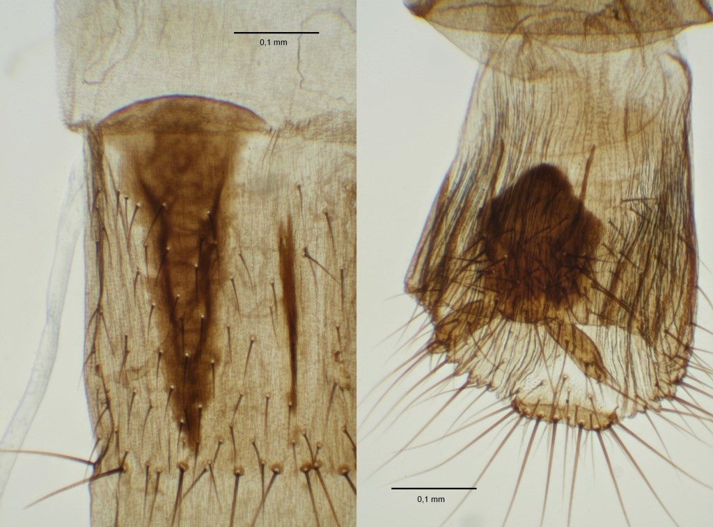 Gymnophora quartomollis (Gymnophora quartomollis)