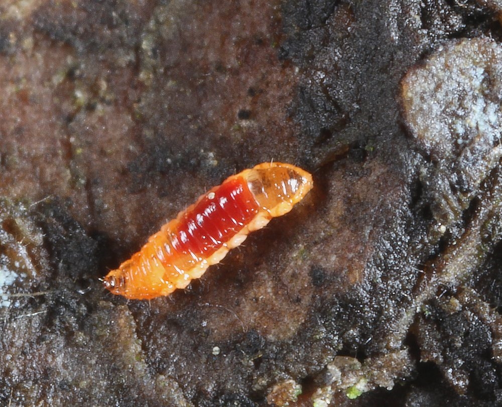Feltiella acarisuga (Feltiella acarisuga)