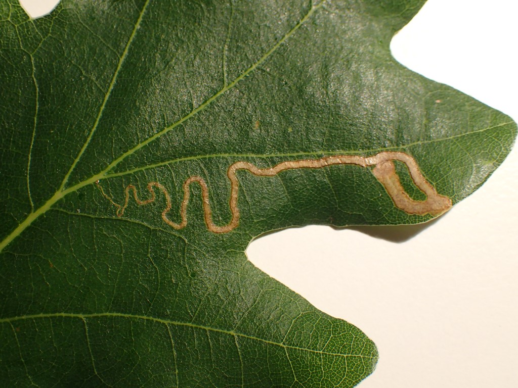 Stigmella basiguttella (Stigmella basiguttella)