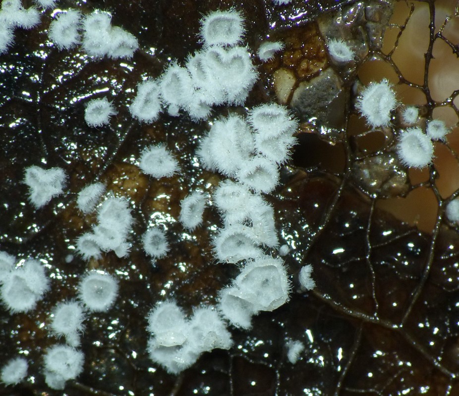 Lille Hængeskål (Flagelloscypha minutissima)