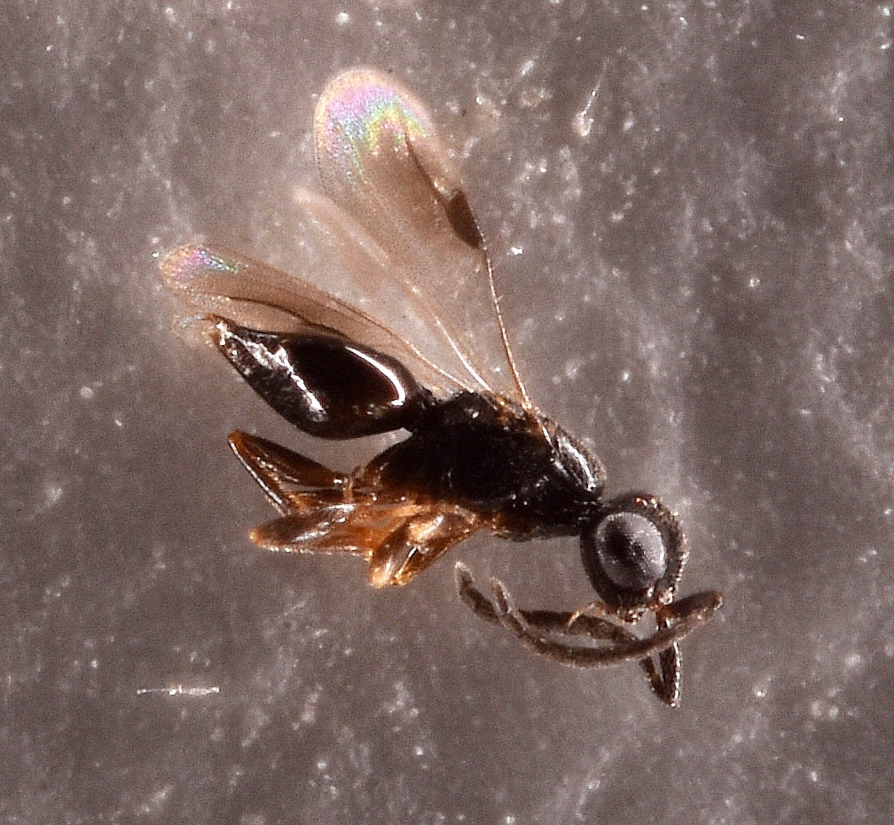 Dendrocerus aphidum (Dendrocerus aphidum)