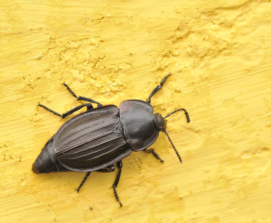 Sort Ådselbille (Silpha carinata)