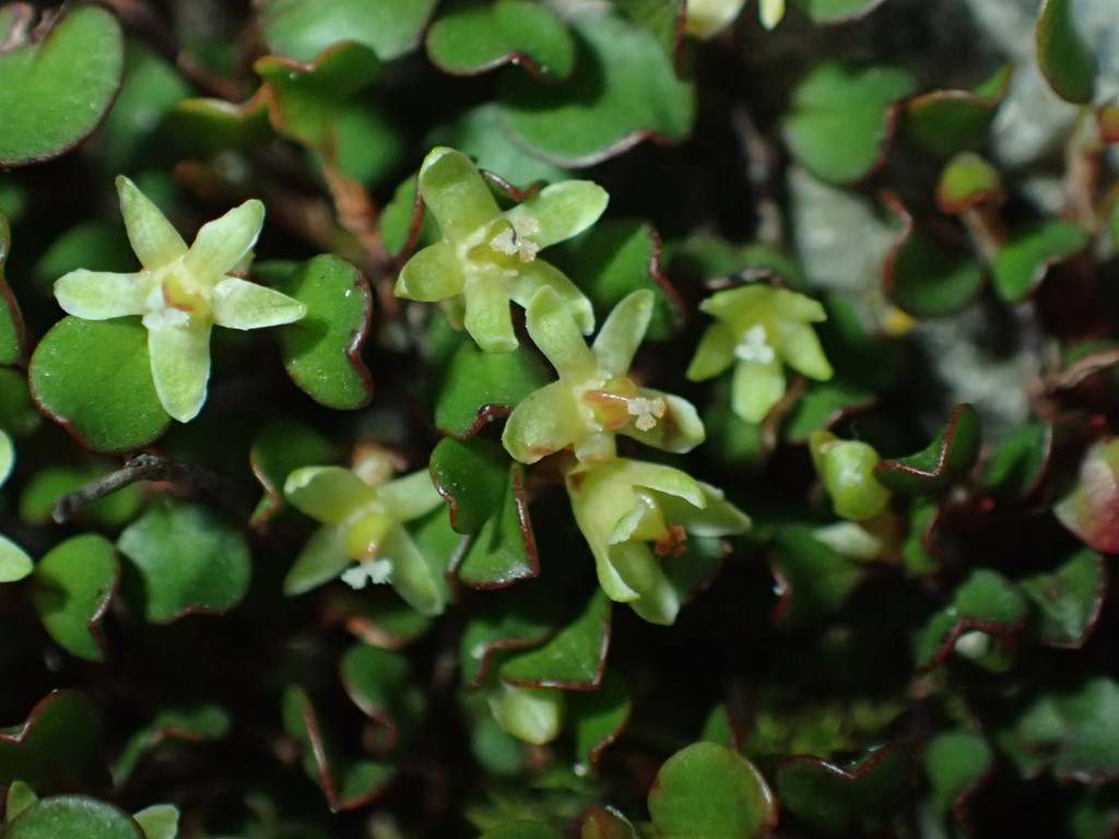 Myretæppe (Muehlenbeckia axillaris)