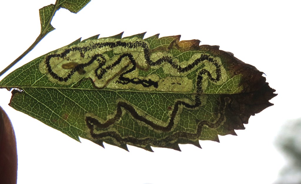 Bronzefarvet Rosendværgmøl (Stigmella anomalella)