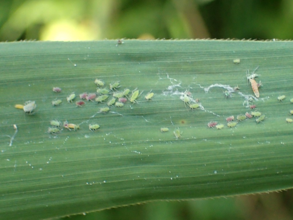 Bladlusgalmyg (Aphidoletes aphidimyza)