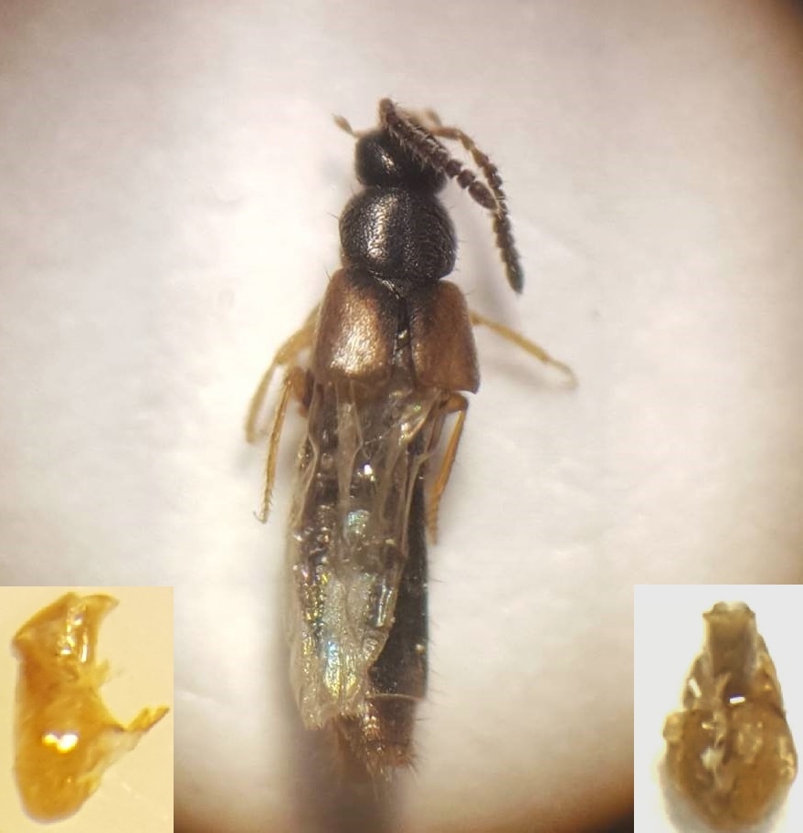 Atheta pilicornis (Atheta pilicornis)