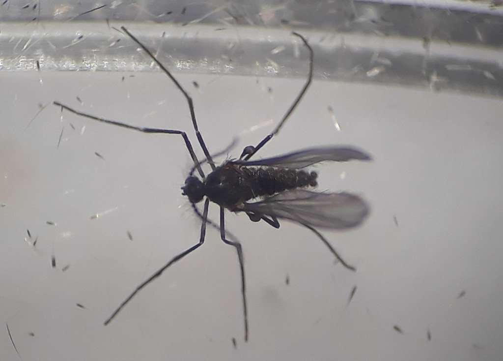 Ædelcypresgalmyg (Cupressatia siskiyou)