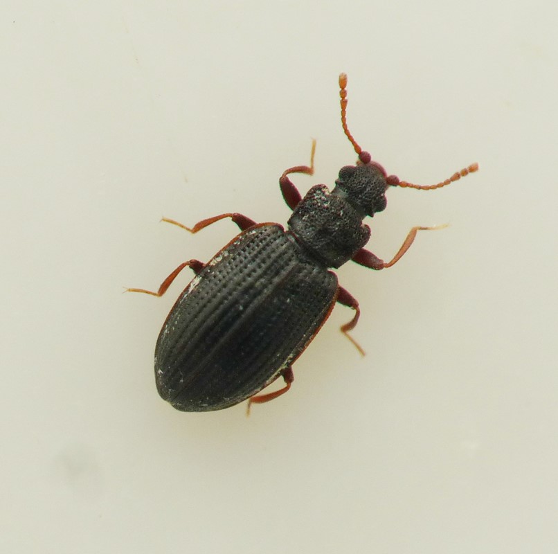 Latridius