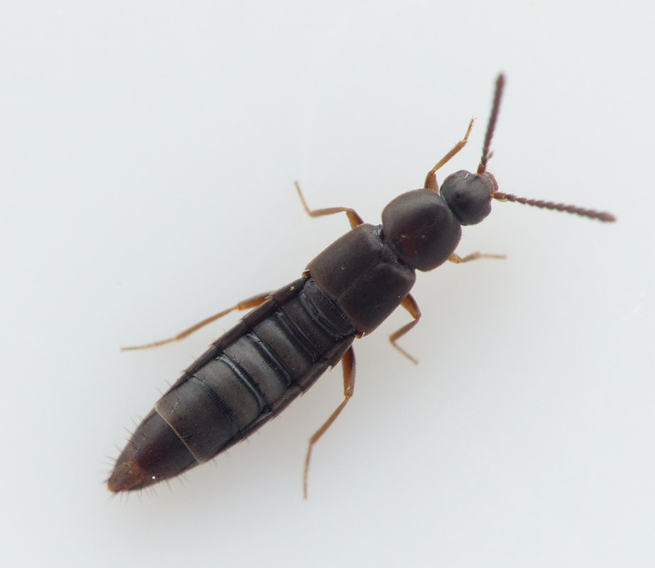 Oxypoda funebris (Oxypoda funebris)