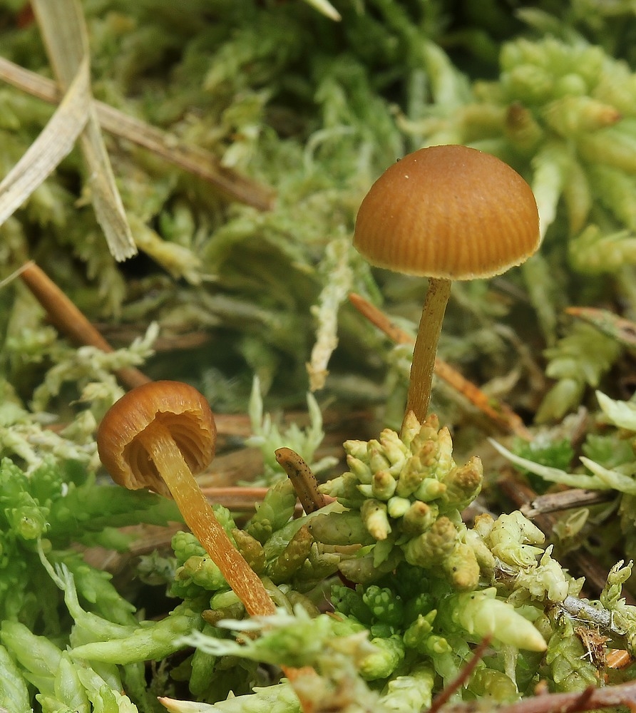 Galerina sphagnicola (Galerina sphagnicola)