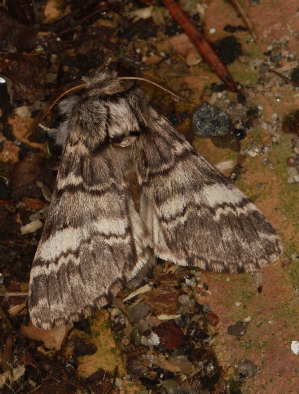Majspinder (Drymonia ruficornis)