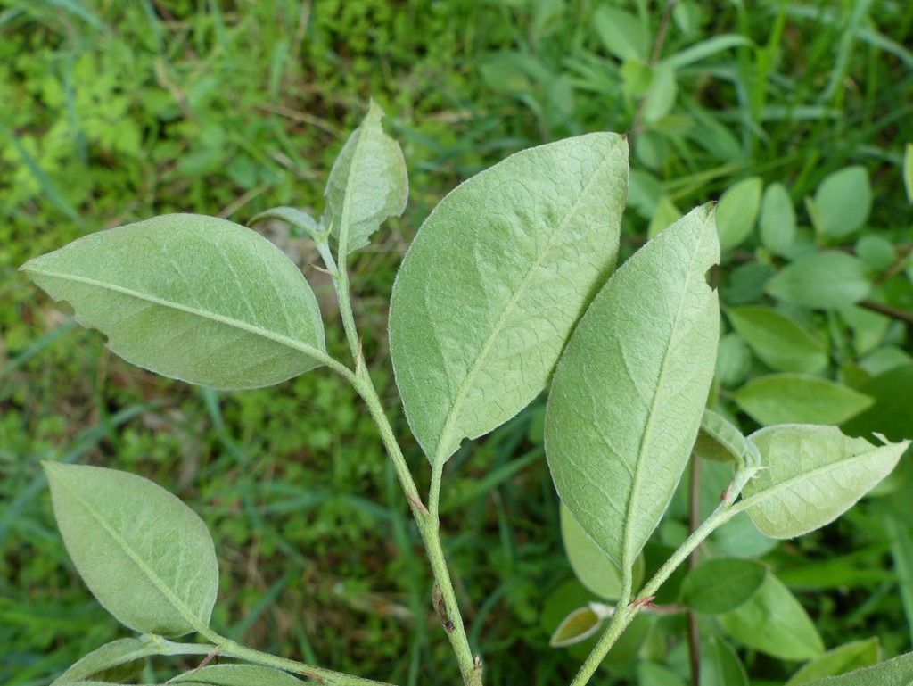 Cotoneaster przewalski (Cotoneaster przewalski)