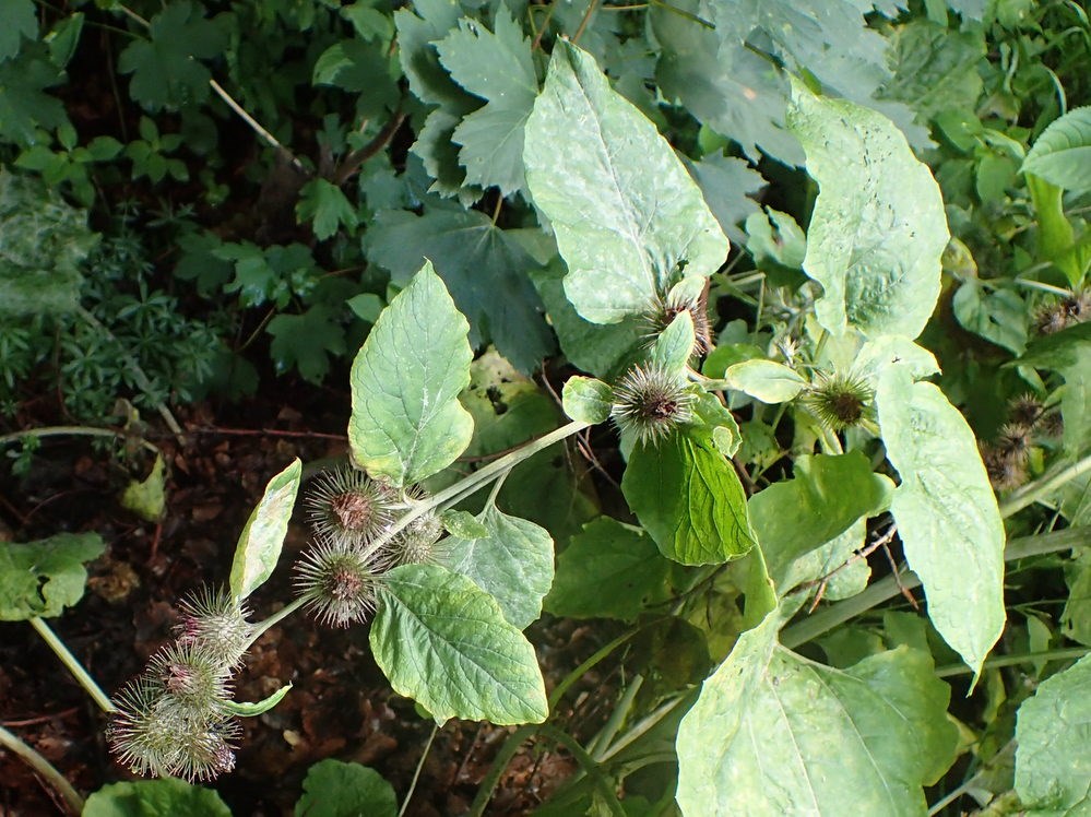 Arctium nemorosum ssp. nemorosum (Arctium nemorosum ssp. nemorosum)