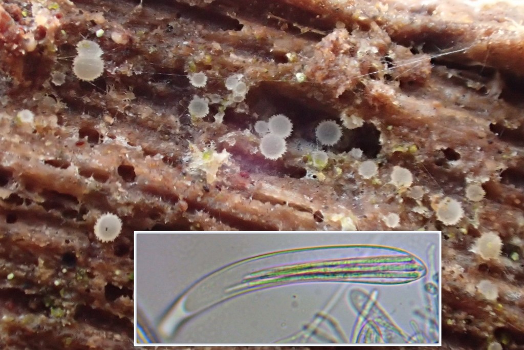 Bleggul Spindskive (Arachnopeziza aurata)