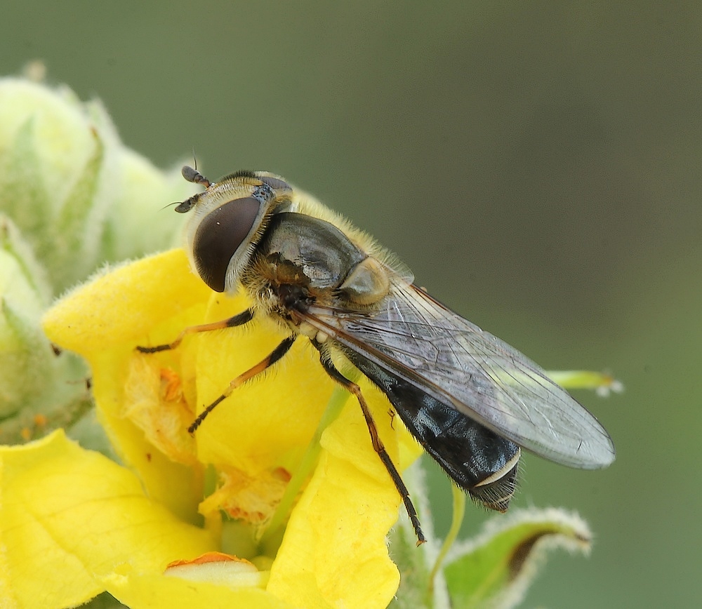 Hvidplettet Agersvirreflue var. unicolor (Scaeva pyrastri var. unicolor)
