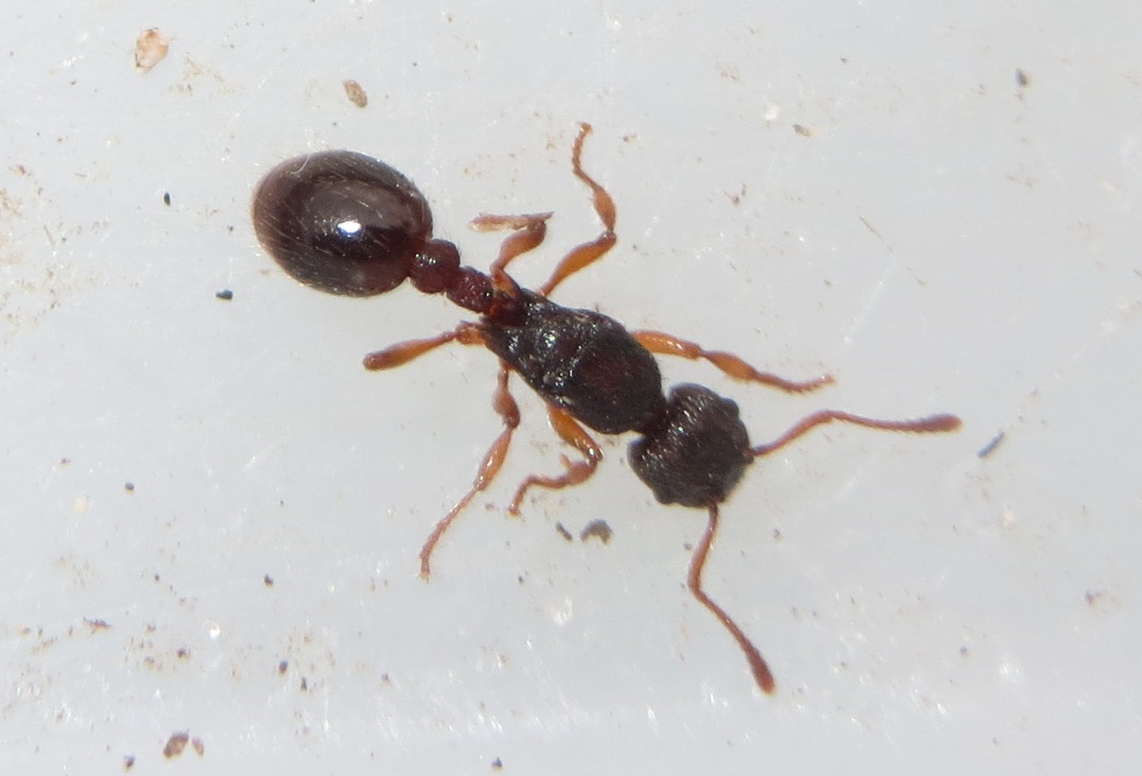 Stikmyre sp. (Myrmica sp.)