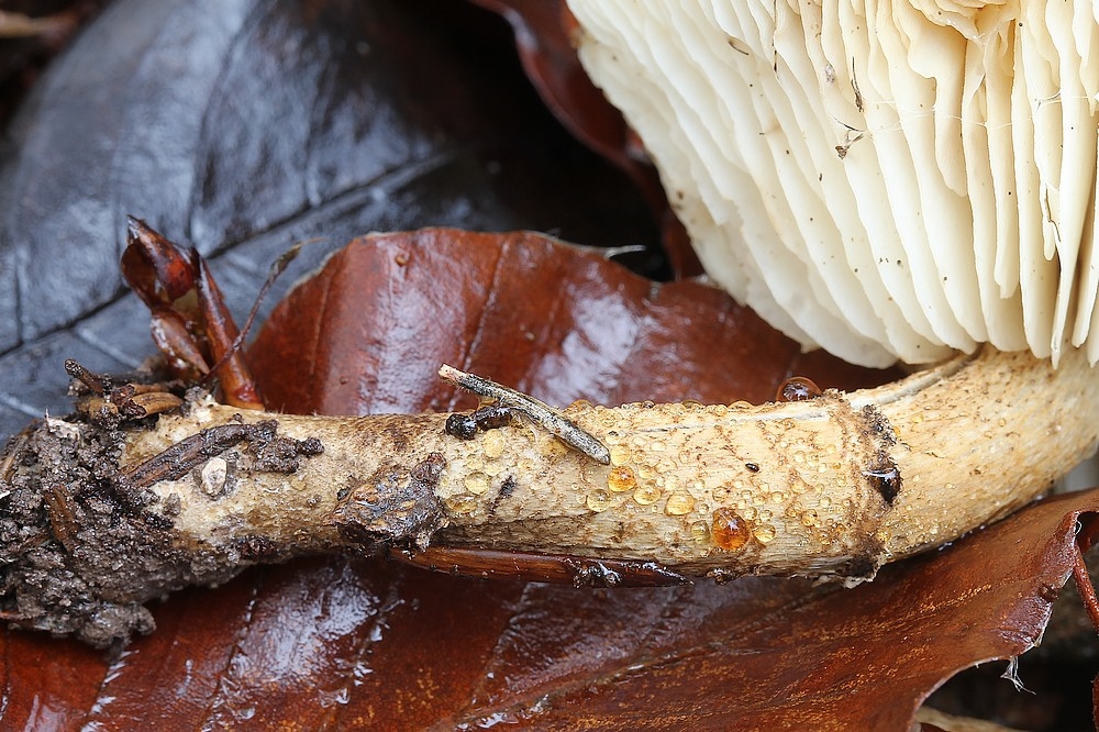 Dråbehat (Chamaemyces fracidus)