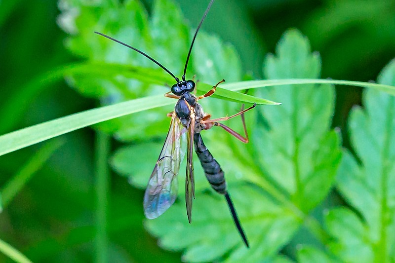 Lissonota lineolaris (Lissonota lineolaris)